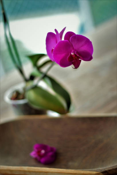 istock Purple Phalaenopsis orchid on desk 1215186370