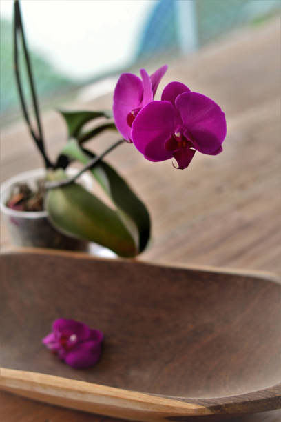 istock A beautiful purple Phalaenopsis orchid on the table 1215186382
