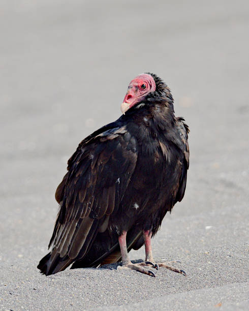 istock A single, adult Turkey Vulture rests on a beach 1215186652