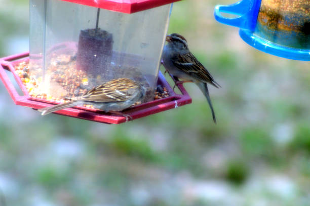 istock The wildlife in my yard 1215186964