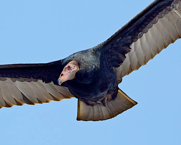 istock Head of Turkey Vulture 1215187840
