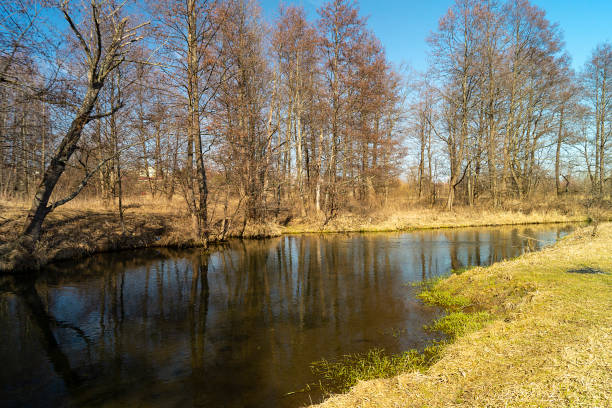 istock Spring landscape with stream in wood on background blue sky 1215189604