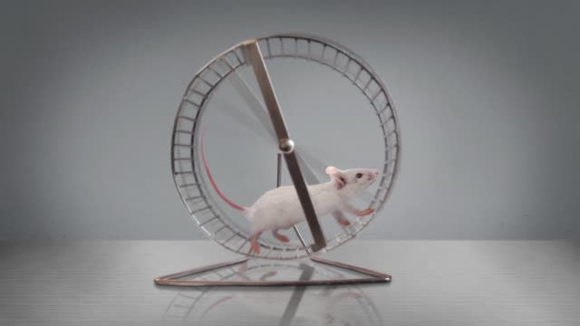 Exercising Rodent Running in a Wheel