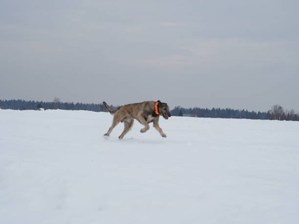 istock Irish wolfhound running on snow-covered field 1215191414