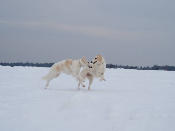 Two russian greyhounds running on a snow-covered field