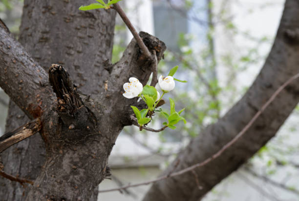 white flowers of a tree in spring