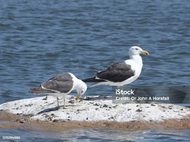 Two Adult Kelp Gulls Rest On A Small Island Stock Photo - Download Image Now - Blue, Chile, Coastline