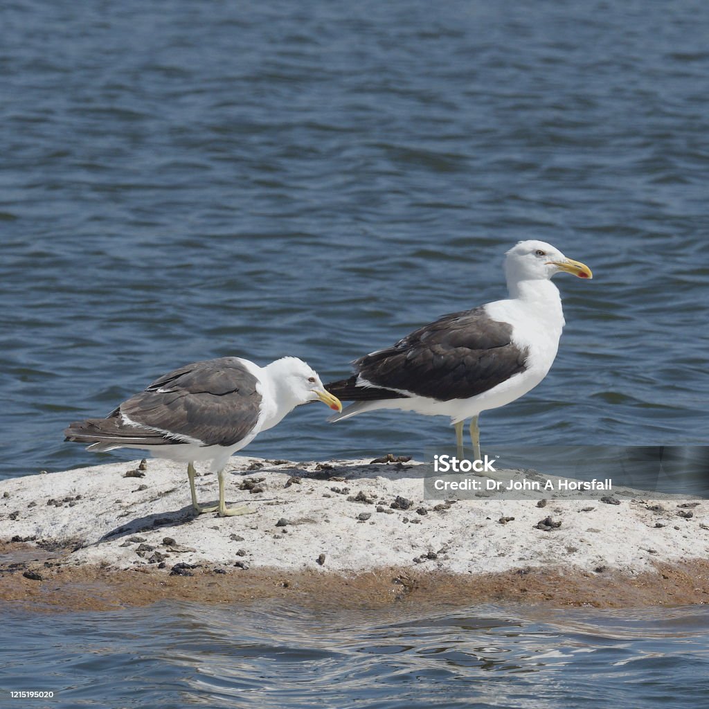 Two adult Kelp Gulls rest on a small island Two adult Kelp Gulls (Larus dominicanus) rest on a small island near the town of Pelluhue in central Chile Blue Stock Photo