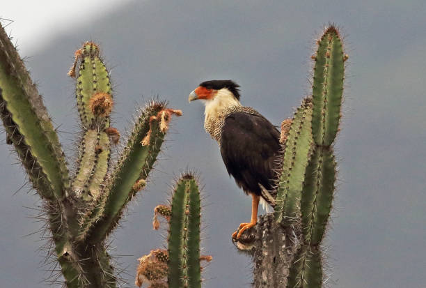 istock Northern Crested Caracara 1215195530