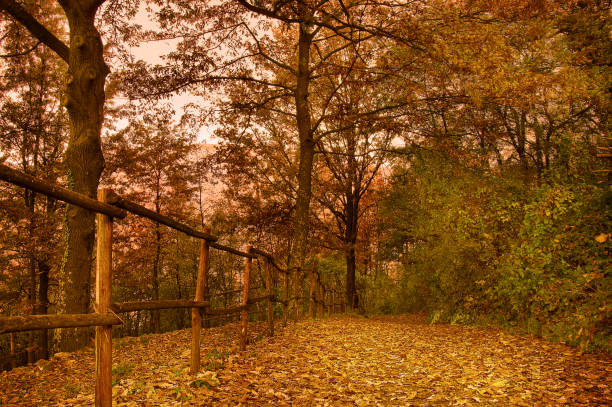 Path in the woodsin autumn stock photo