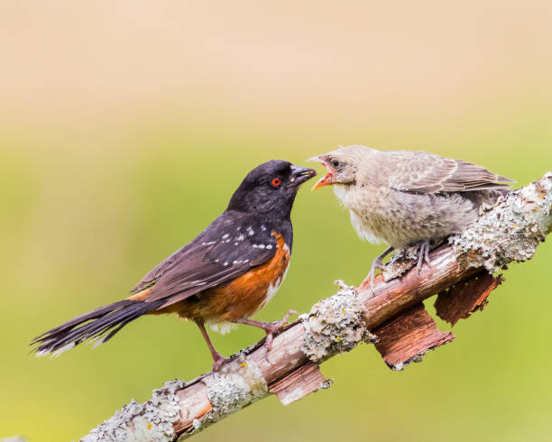 istock Female Spotted Towhee Feeding her Fledgling Chick 1215197023