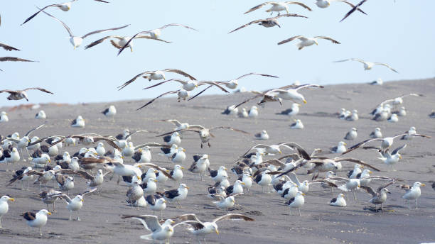 istock A flock of Kelp Gulls rests on a sandy beach 1215197177
