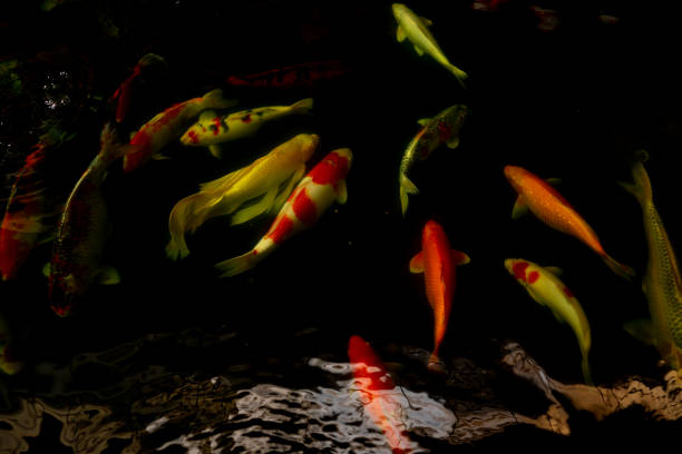 istock Koi carp fish swimming in pond 1215197866