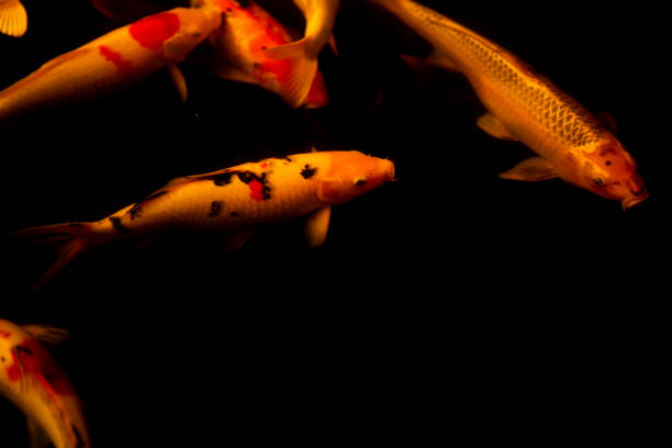 Koi carp fish swimming in pond