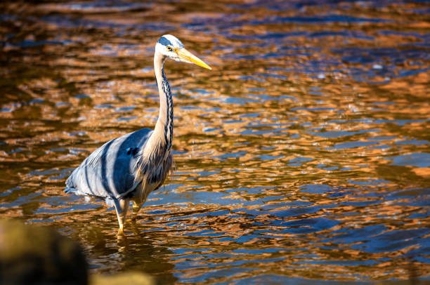istock Grey heron looking for small fish at the city Odense river, Denmark 1215198058