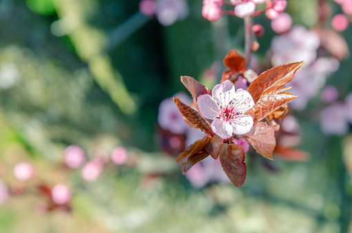 Cherry blossom (Sakura)