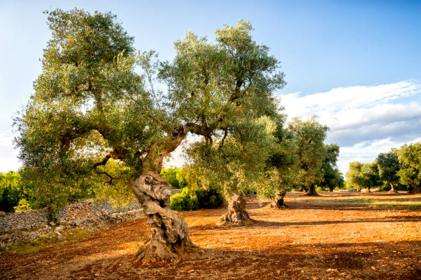 viejo olivar al atardecer en puglia (apulia) – italia - fruit sale for vegitable fotografías e imágenes de stock