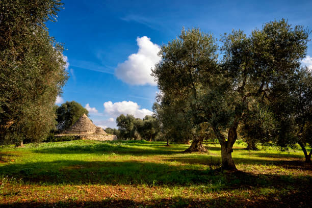 istock Trulli with olive grove. Val d'Itria - Puglia (Apulia) - Italy 1215200294