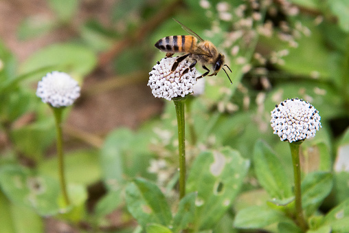 bee on the small flower.