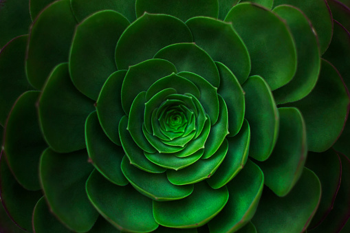 Macro shot of beautiful succulent plants