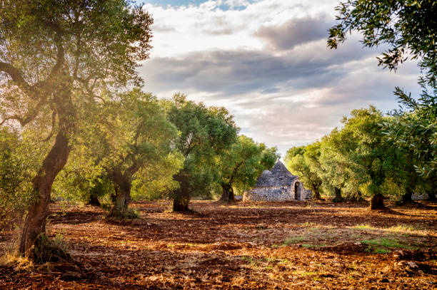 Old olive grove with trulli at sunset in Puglia (Apulia) – Italy In Puglia there are 60,000,000 (sixty million !!!) of olive tree plants, so many can say that there are many more olive trees than those living in the ratio of 15 plants per Pugliese, and these 60 million at least 5 millions are considered monumental. trulli house stock pictures, royalty-free photos & images
