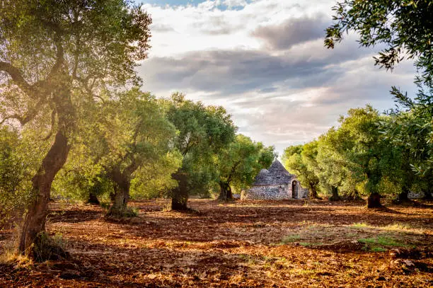 In Puglia there are 60,000,000 (sixty million !!!) of olive tree plants, so many can say that there are many more olive trees than those living in the ratio of 15 plants per Pugliese, and these 60 million at least 5 millions are considered monumental.