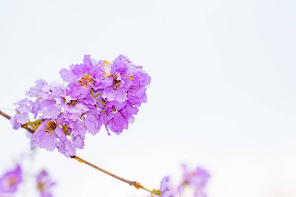 blooming lagerstroemia loudonii on white background, beautiful purple flower bouquet tree, species of flowering plant in the Lythraceae family