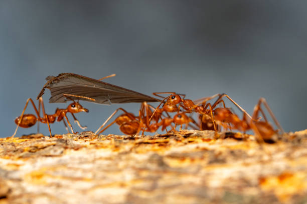 mrówki praca zespołowa na drzewie - gaster zdjęcia i obrazy z banku zdjęć