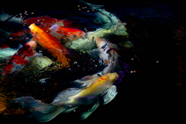 Koi carp fish swimming in pond