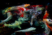 koi-karpfenfische-schwimmen-im-teich.jpg?b=1&s=170x170&k=20&c=DIkb0wiJMkeTufExZ5ndGhyGKnlzziuWAWH8FyQMB_o=