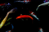 koi-karpfenfische-schwimmen-im-teich.jpg?b=1&s=170x170&k=20&c=jyDuntSzfiUOeO5TdtR4vFI1ewleGrJBU-HkTQRYK9s=