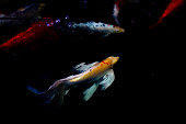 koi-karpfenfische-schwimmen-im-teich.jpg?b=1&s=170x170&k=20&c=3Bu4kVFqH-puFt99I-xsN_Xk8GCc2bY_jt0HKI4NOvU=