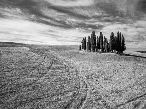 istock Monochrome landscape of field with alone cypress 1215203247