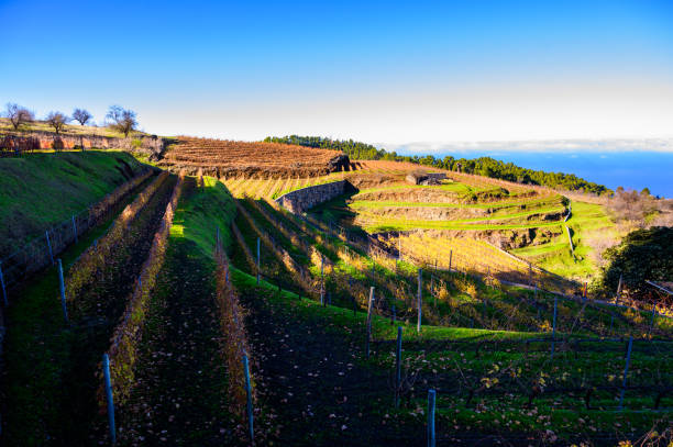 winter landscape with view on terraced vineyards located above clouds level on mountains slopes near village puntagorda, north wine production region on la palma island, canary, spain - la fuencaliente imagens e fotografias de stock