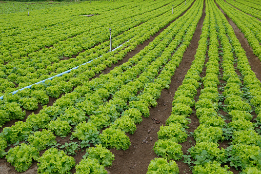 Lettuce plantation in Brazilian familiar farm