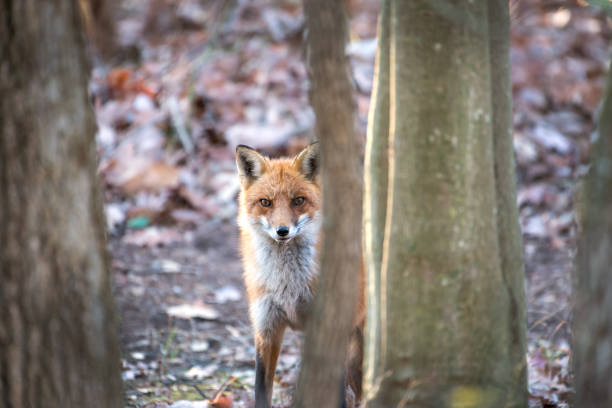 istock Wild Red Fox hiding and peeking from behind a tree in a Maryland forest. 1215206254