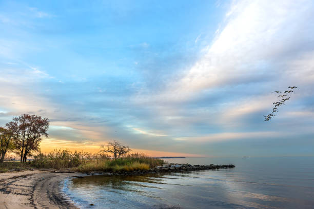 Flock of Canada Geese flying over a Chesapeake Bay beach during a beautiful sunset