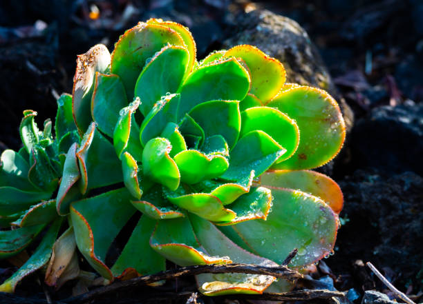 istock Wet succulent plant with water drops close up 1215206572