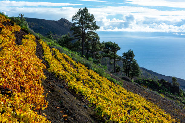 terraced vineyards located on mountains slopes near village fuencaliente, south wine production region on la palma island, canary, spain - la fuencaliente imagens e fotografias de stock