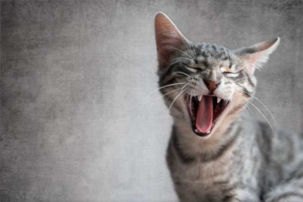 istock Cat yawning with mouth open and eyes closed 1215207410