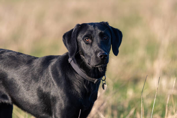 istock Black Labrador puppy 1215207494