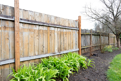 Daylily’s at the base of a rainy fence.