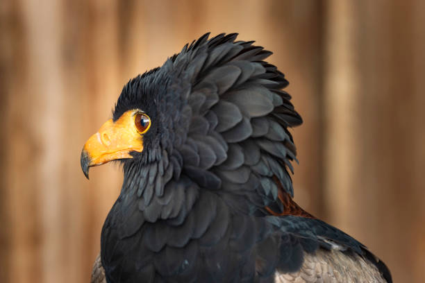 close-up of a Bateleur (terathopius ecaudatus) close-up of a Bateleur (terathopius ecaudatus), a medium-sized eagle in the family Accipitridae bateleur eagle terathopius ecaudatus portrait stock pictures, royalty-free photos & images