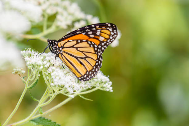 Monarch Butterfly On White Flowers