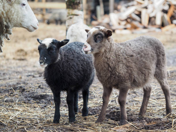 istock Small lambs grazing on a sheep farm 1215207963