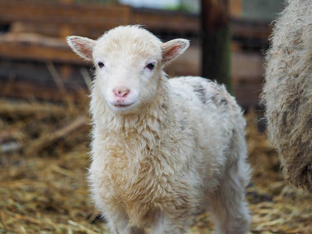 istock Portrait of a small lamb of a rare breed Poll dorset 1215208708