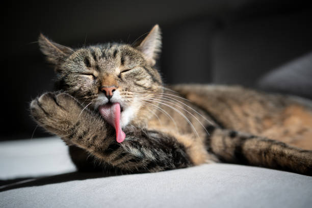 gato de aseo - grooming fotografías e imágenes de stock