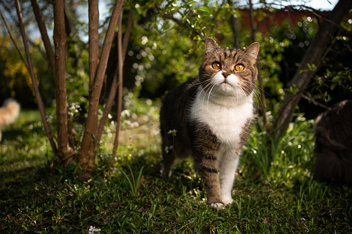 portrait of a tabby white british shorthair cat standing on meadow surrounded by plants looking curiously