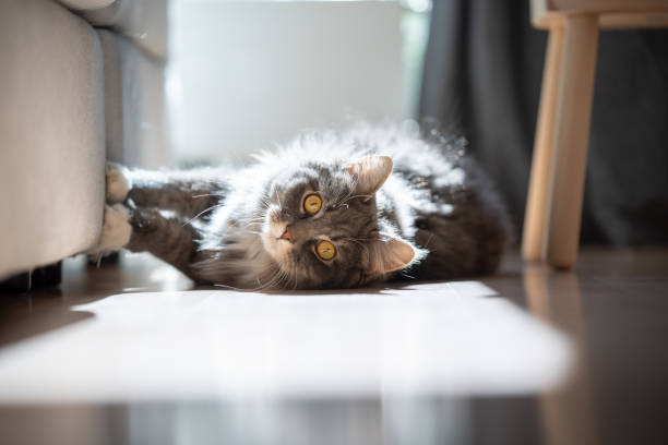 cat scratching couch curious maine coon cat lying on side scratching sofa looking at camera in sunlight longhair cat photos stock pictures, royalty-free photos & images