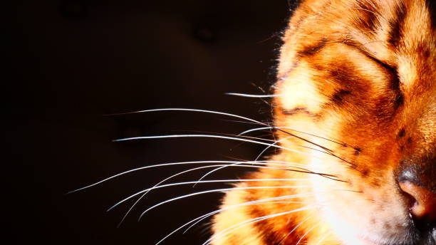 Black tabby red cat with eyes closed to the sun in close-up